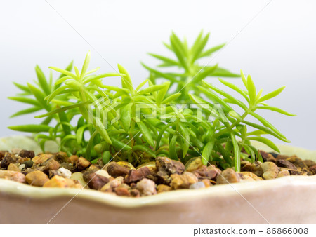 Succulent plant stonecrop, fresh leaves detail of sedum Angelina Succulent plant stonecrop, fresh leaves detail of sedum Angelina 86866008