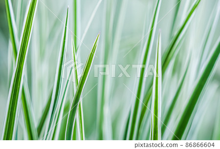 Decorative green and white striped grass. Arrhenatherum elatius bulbosum variegatum. Soft focus. Natural background. Decorative green and white striped grass. Arrhenatherum elatius bulbosum variegatum. Soft focus. Natural background. 86866604
