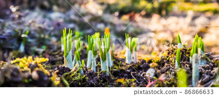 Spring is coming. The first yellow crocuses in my garden on a sunny day Spring is coming. The first yellow crocuses in my garden on a sunny day 86866633