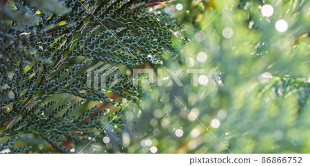 Closeup Blue leaves of evergreen coniferous tree Lawson Cypress or Chamaecyparis lawsoniana after the rain. Extreme bokeh with light reflection. Macro photography, selective focus, blurred nature 86866752