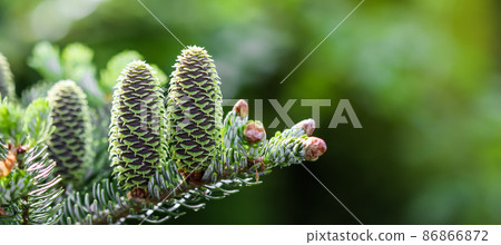 A branch of Korean fir with cones and raindrops in a spring garden on a blurred background 86866872