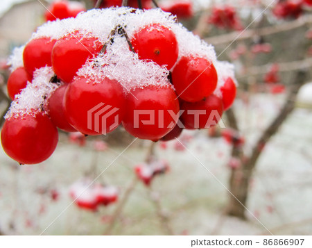 Picturesque branch of red berries of viburnum with white snow in the garden Picturesque branch of red berries of viburnum with white snow in the garden 86866907