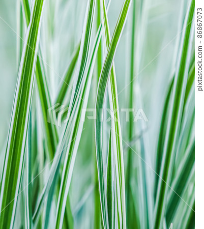 Decorative green and white striped grass. Arrhenatherum elatius bulbosum variegatum. Soft focus. Natural background. Decorative green and white striped grass. Arrhenatherum elatius bulbosum variegatum. Soft focus. Natural background. 86867073