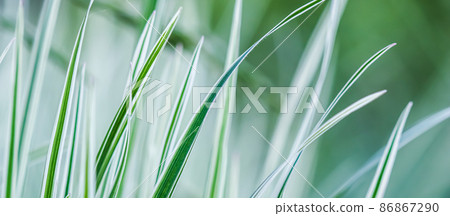 Decorative green and white striped grass. Arrhenatherum elatius bulbosum variegatum. Soft focus. Natural background. Decorative green and white striped grass. Arrhenatherum elatius bulbosum variegatum. Soft focus. Natural background. 86867290