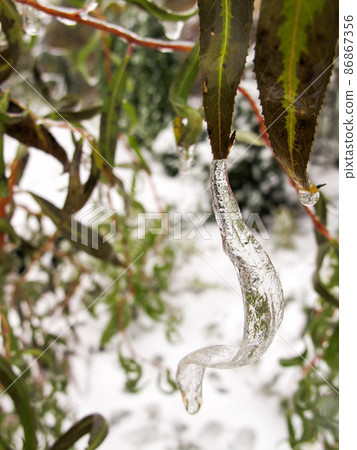 Winter in the garden. First frost and ice willow leaf. Frozen drop of water Winter in the garden. First frost and ice willow leaf. Frozen drop of water 86867356