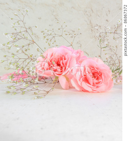 Pink roses and petals on white background. Perfect for background greeting cards and invitations of the wedding, birthday, Valentine's Day, Mother's Day. 86867372