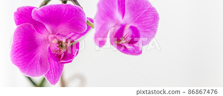 Purple orchid phalaenopsis flower on a white background Purple orchid phalaenopsis flower on a white background 86867476