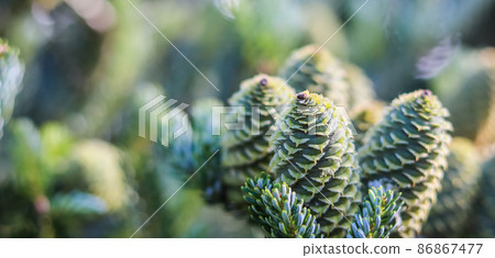A branch of Korean fir with cones in the garden on a blurred background A branch of Korean fir with cones in the garden on a blurred background 86867477