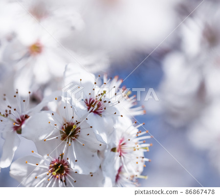 Cherry blossoms in spring. Beautiful white flowers against blue sky Cherry blossoms in spring. Beautiful white flowers against blue sky 86867478