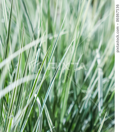 Decorative blue and white green grass. Blue Fescue and Arrhenatherum elatius bulbosum variegatum. Natural background Decorative blue and white green grass. Blue Fescue and Arrhenatherum elatius bulbosum variegatum. Natural background 86867536