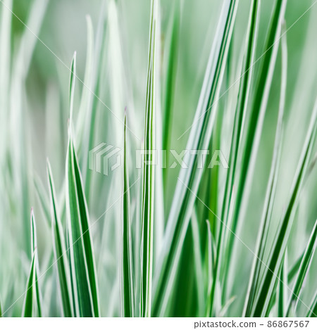 Decorative green and white striped grass. Arrhenatherum elatius bulbosum variegatum. Soft focus. Natural background. Decorative green and white striped grass. Arrhenatherum elatius bulbosum variegatum. Soft focus. Natural background. 86867567