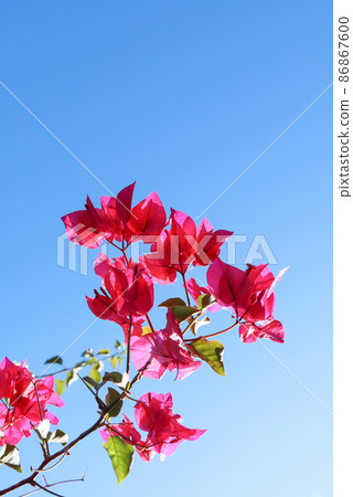 Colorful purple begonville flowers against a blue sky Colorful purple begonville flowers against a blue sky 86867600