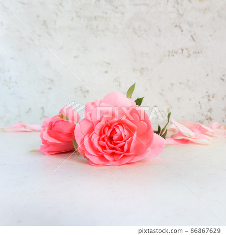 Pink roses and petals on white background. Perfect for background greeting cards and invitations of the wedding, birthday, Valentine's Day, Mother's Day. Pink roses and petals on white background. Perfect for background greeting cards and invitations of the wedding, birthday, Valentine's Day, Mother's Day. 86867629