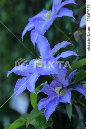 葡萄藤女王 86867638