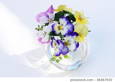 Put colorful pansy petals in a glassware in the light that shines in Put colorful pansy petals in a glassware in the light that shines in 86867650