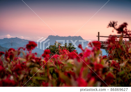 Landscape of Doi Luang Chiang Dao mountain with Celosia cristata, Cocksbomb flower blooming and colorful sky at evening 86869627