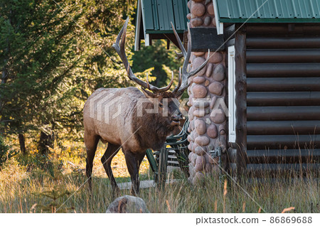 Largest Elk, Wapiti with antler bugling walking in autumn forest near cottage at Jasper national park 86869688