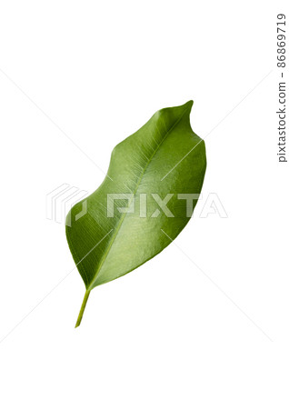 Green leaf isolated on white. Ficus leaf levitating. Green leaf isolated on white. Ficus leaf levitating. 86869719