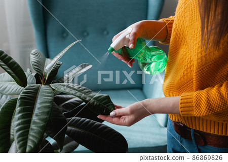 Woman care of houseplants, spraying water at home 86869826