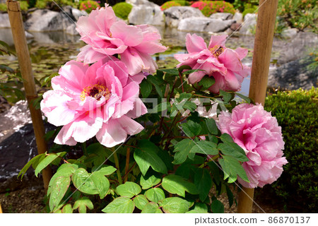 Taima-dera Okuin的春天牡丹 86870137