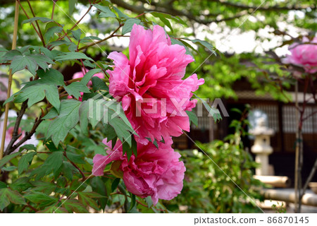 Taima-dera Okuin的春天牡丹 Taima-dera Okuin的春天牡丹 86870145