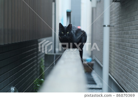 Black sitting on the fence 86870369