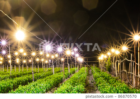 電燈菊花採 86870570