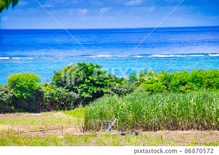 Sugar cane field and sea Sugar cane field and sea 86870572