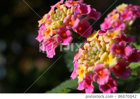 Lantana blooming in the park Lantana blooming in the park 86870842