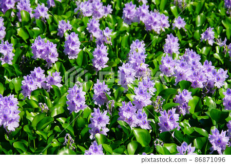 Aoi Nunobukuro: Water hyacinth 86871096