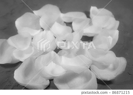 White rose petals on graphite gray background 86871215