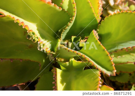 Kohogusa Kalanchoe Kohobenkeisou succulent plant clone koe Kohogusa Kalanchoe Kohobenkeisou succulent plant clone koe 86871291