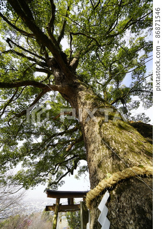 Camphor tree of the sacred tree 86871546