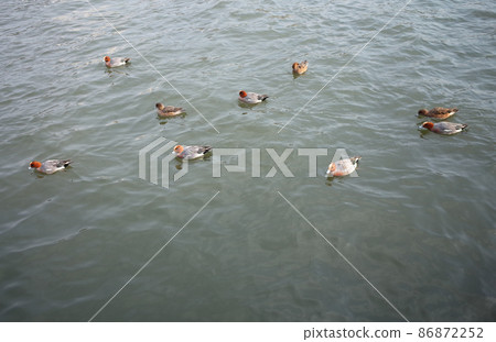 Herrigamous herd Herrigamous herd 86872252