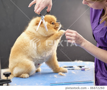 A female groomer cuts the fur of a charming purebred pomeranian. Fine wool falls on the table 86872260