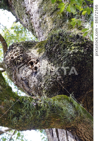Camphor tree with a heart-shaped bump 86872566