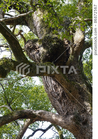 Camphor tree with a heart-shaped bump 86872567