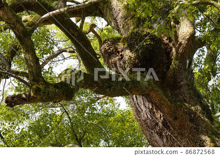 Camphor tree with a heart-shaped bump Camphor tree with a heart-shaped bump 86872568