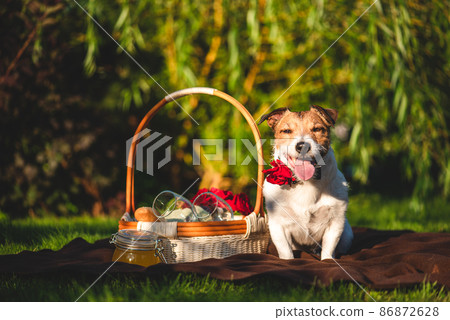 Dog at family picnic at backyard lawn on sunny summer day Dog at family picnic at backyard lawn on sunny summer day 86872628