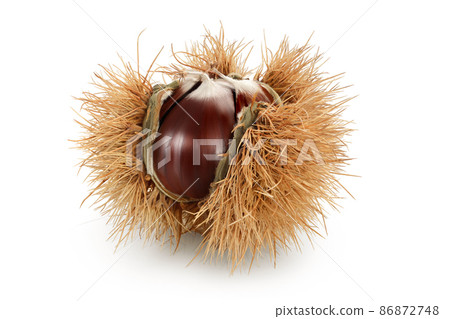 opened sweet chestnut in its spiky husk isolated on white 86872748