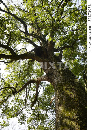 Camphor tree of the sacred tree 86873078