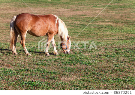 Young horse breed Haflinger (Avelignese) grazes in the meadow on Seiser Alm plateau Young horse breed Haflinger (Avelignese) grazes in the meadow on Seiser Alm plateau 86873291