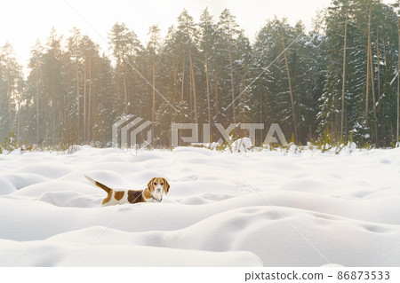 Cute tree color beagle dog walking on winter field full of snow  86873533