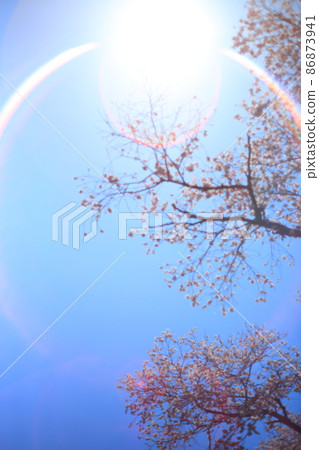 Ryushuin (Akiruno City) Sakura 86873941