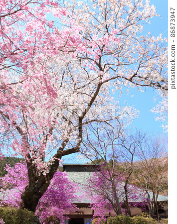 Ryushuin (Akiruno City) Sakura 86873947