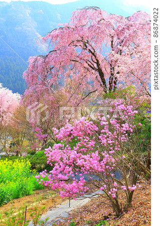 Ryushuin (Akiruno City) Sakura 86874022