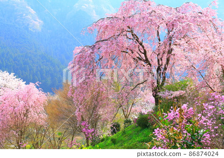 Ryushuin (Akiruno City) Sakura Ryushuin (Akiruno City) Sakura 86874024