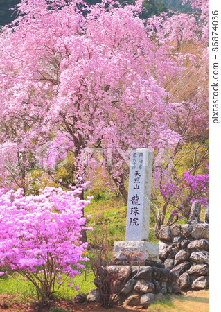 Ryushuin (Akiruno City) Sakura Ryushuin (Akiruno City) Sakura 86874036