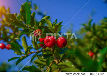 Acerola cherry on the tree with water drop, High vitamin C and antioxidant fruits. Fresh organic Acerola cherry on the tree. Acerola cherry on the tree with water drop, High vitamin C and antioxidant fruits. Fresh organic Acerola cherry on the tree. 86874404