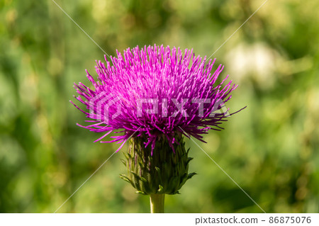 Russia. Peterhof. June 27, 2020. A bright thistle flower in the city park. Russia. Peterhof. June 27, 2020. A bright thistle flower in the city park. 86875076
